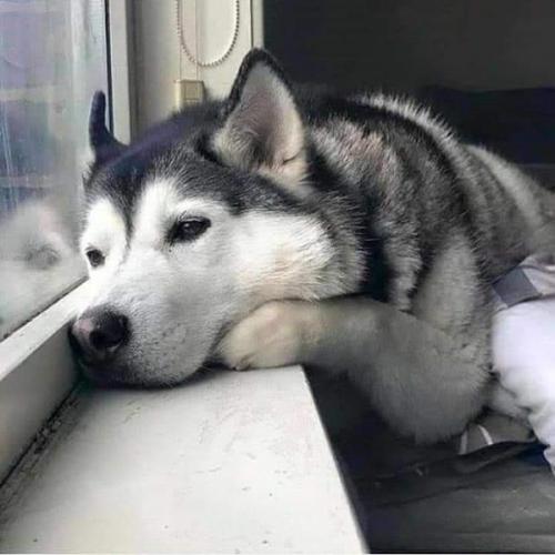 สมาชิกหมายเลข 5985337