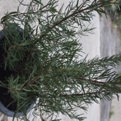 สมาชิกหมายเลข 1729366