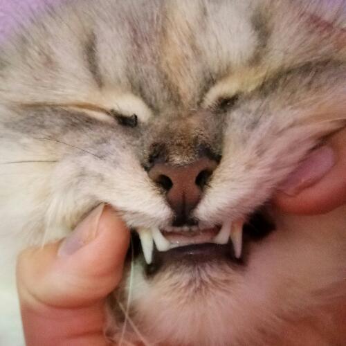 สมาชิกหมายเลข 4700184