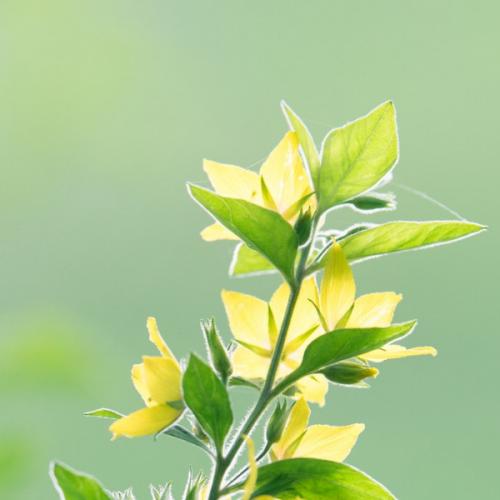 สมาชิกหมายเลข 6434870