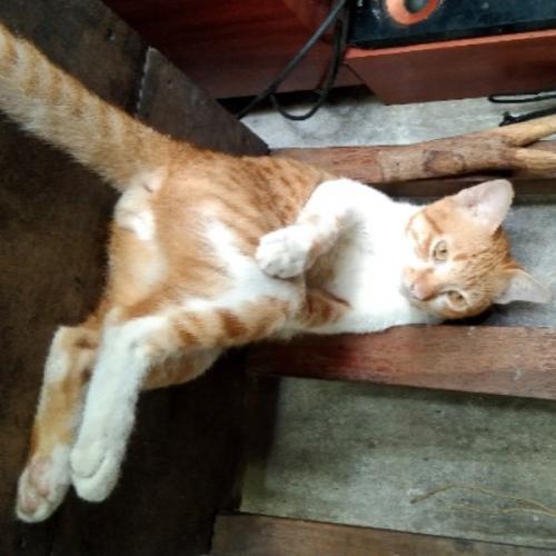 สมาชิกหมายเลข 7174280