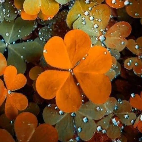 สมาชิกหมายเลข 1742153