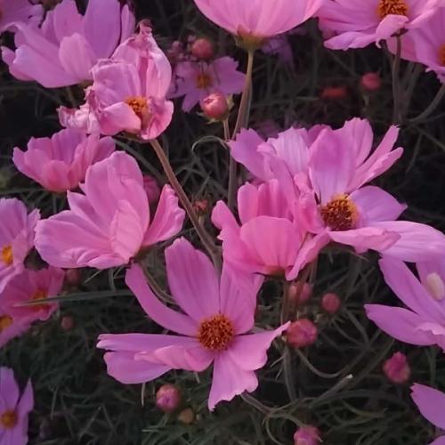 สมาชิกหมายเลข 9209403