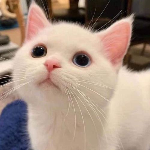 สมาชิกหมายเลข 5986400