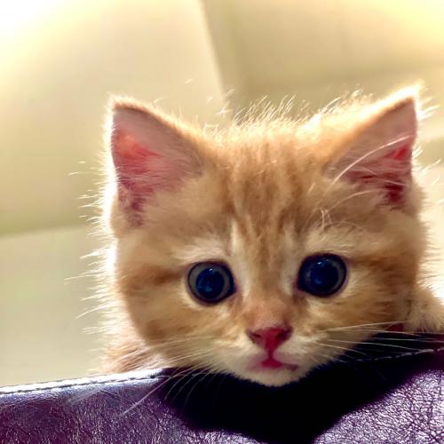 สมาชิกหมายเลข 6596398