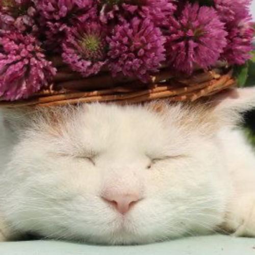 สมาชิกหมายเลข 4231200