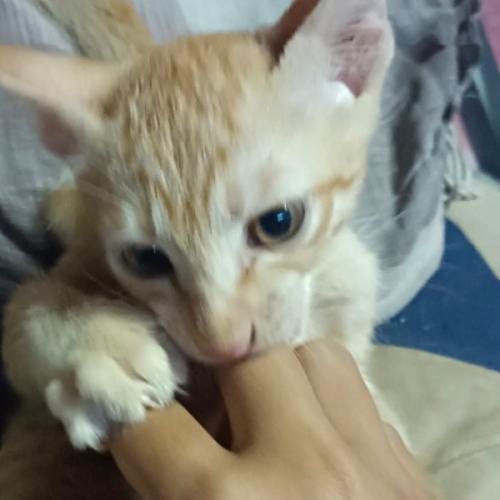 สมาชิกหมายเลข 8195071