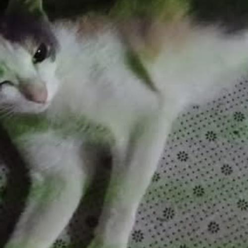 สมาชิกหมายเลข 9209801