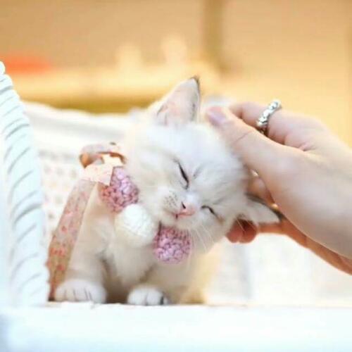 สมาชิกหมายเลข 3341585