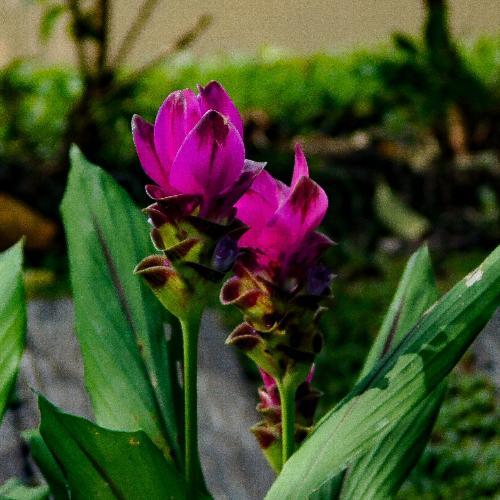 สมาชิกหมายเลข 5300625