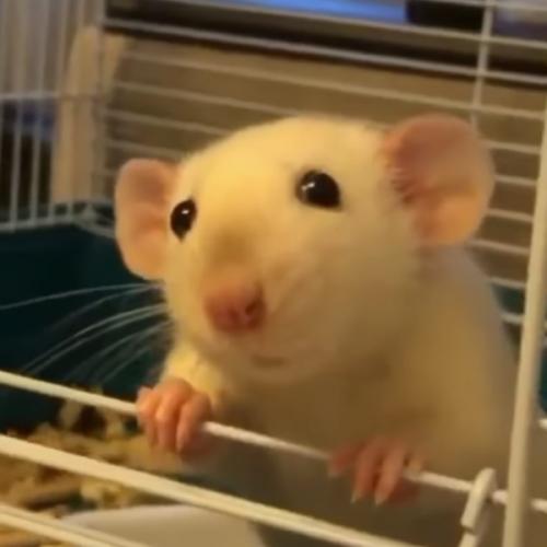 สมาชิกหมายเลข 2106380