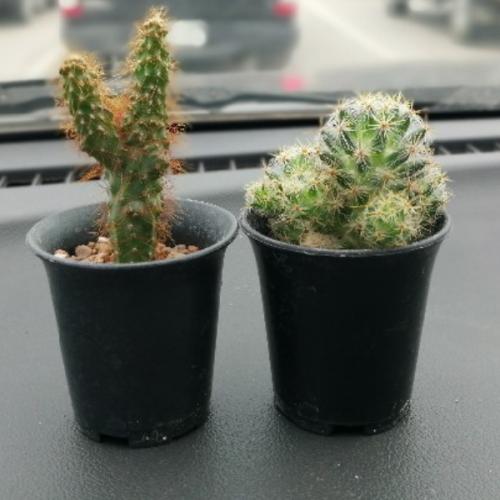 สมาชิกหมายเลข 6597229