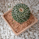 สมาชิกหมายเลข 4329493