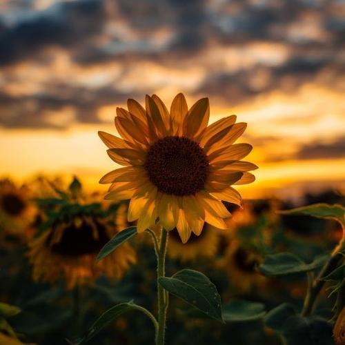 สมาชิกหมายเลข 4456749