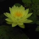 สมาชิกหมายเลข 3646953