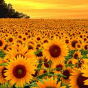 ฉันคือตะวัน