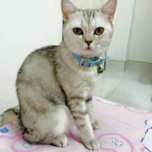 สมาชิกหมายเลข 4330224