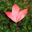 สมาชิกหมายเลข 3132651