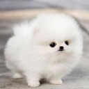 สมาชิกหมายเลข 4640739