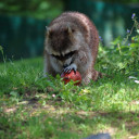 สมาชิกหมายเลข 5070019