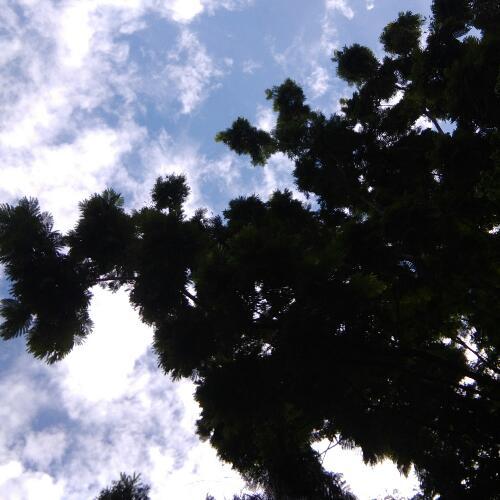 สมาชิกหมายเลข 4617006