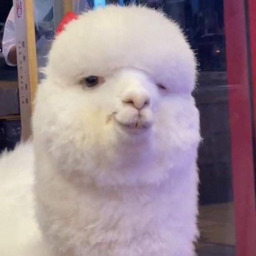 สมาชิกหมายเลข 5735684