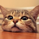 สมาชิกหมายเลข 3521221