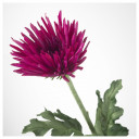 สมาชิกหมายเลข 1634827