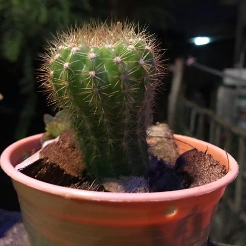 สมาชิกหมายเลข 5462115