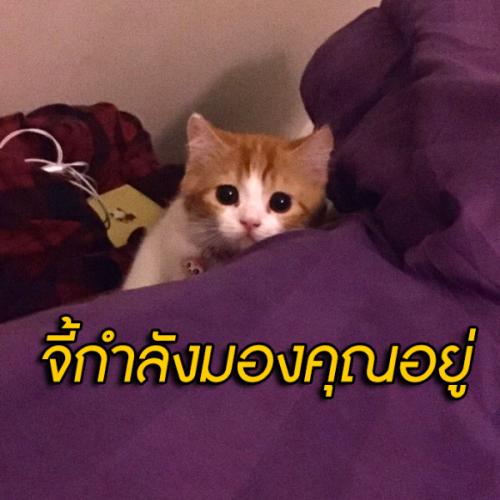 สมาชิกหมายเลข 3299475