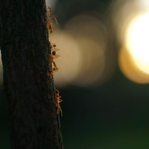 สมาชิกหมายเลข 6598454