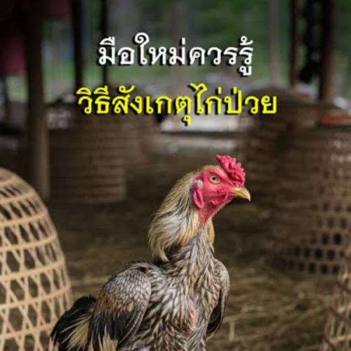 สมาชิกหมายเลข 8517191