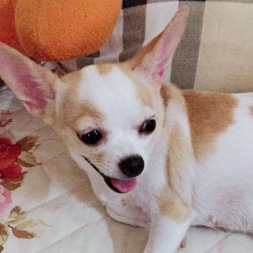 สมาชิกหมายเลข 4702390