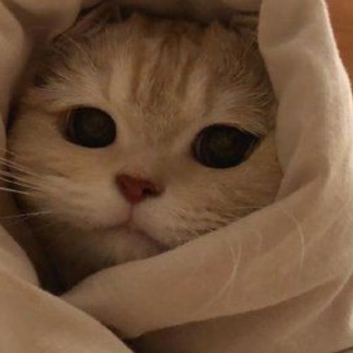 สมาชิกหมายเลข 5990703