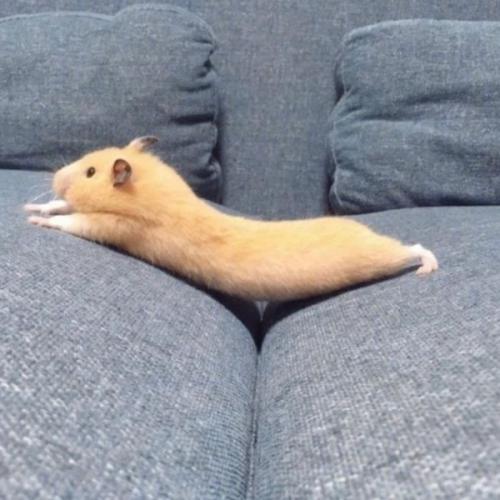 สมาชิกหมายเลข 1774307