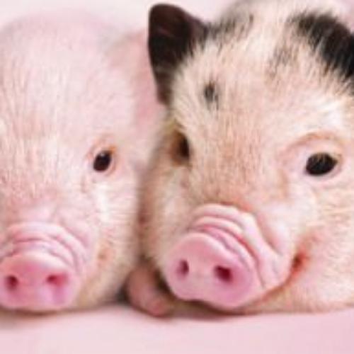 สมาชิกหมายเลข 9109883