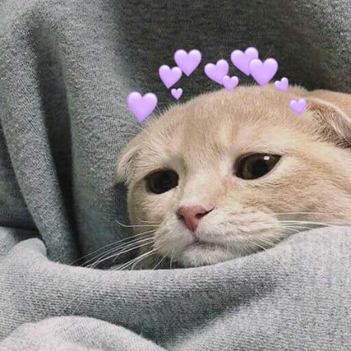 สมาชิกหมายเลข 4902985