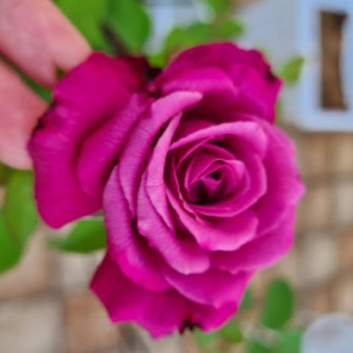 สมาชิกหมายเลข 1254426