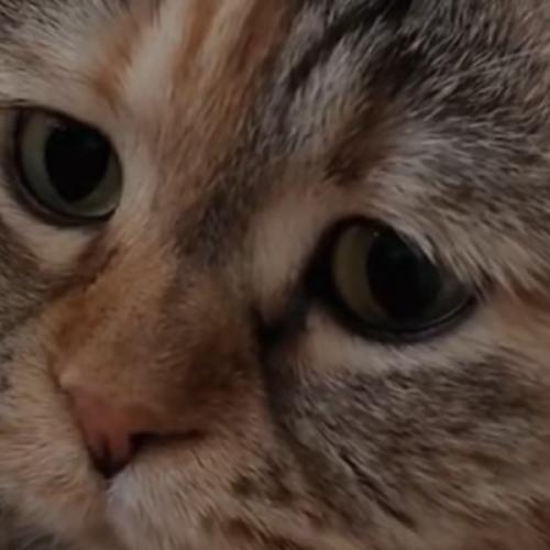 สมาชิกหมายเลข 5171140