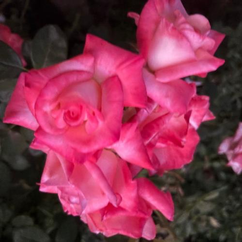 สมาชิกหมายเลข 9215017