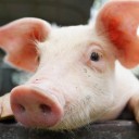 สมาชิกหมายเลข 3864640