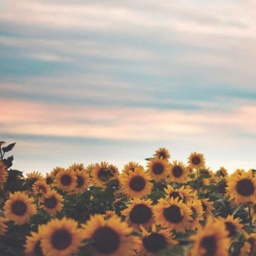 สมาชิกหมายเลข 4520189