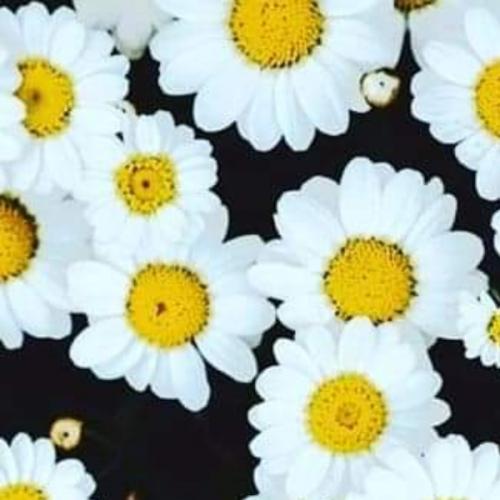 สมาชิกหมายเลข 4511862