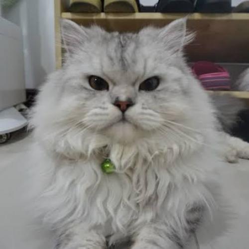 สมาชิกหมายเลข 4132472