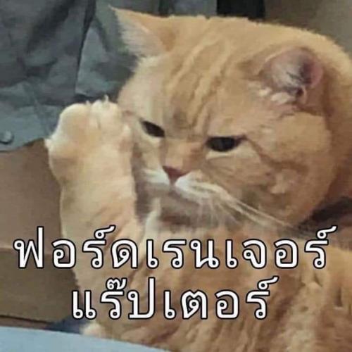 สมาชิกหมายเลข 7338603