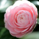 Camellia Japonica