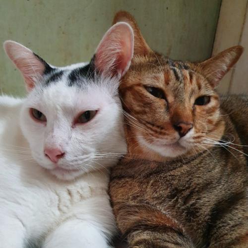 สมาชิกหมายเลข 1485522