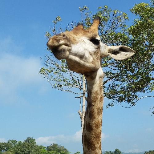 สมาชิกหมายเลข 4692534