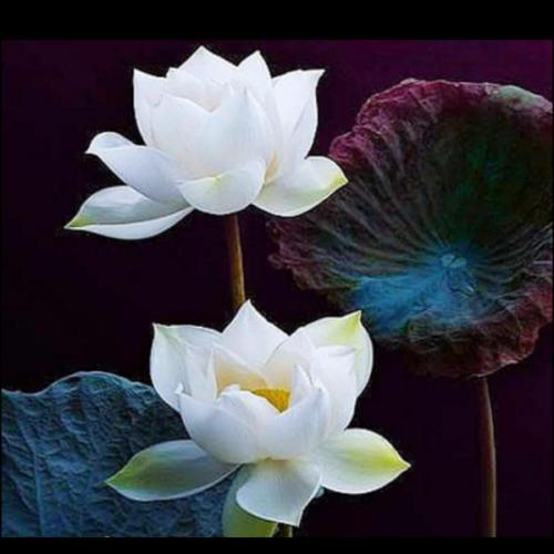 สมาชิกหมายเลข 6601117