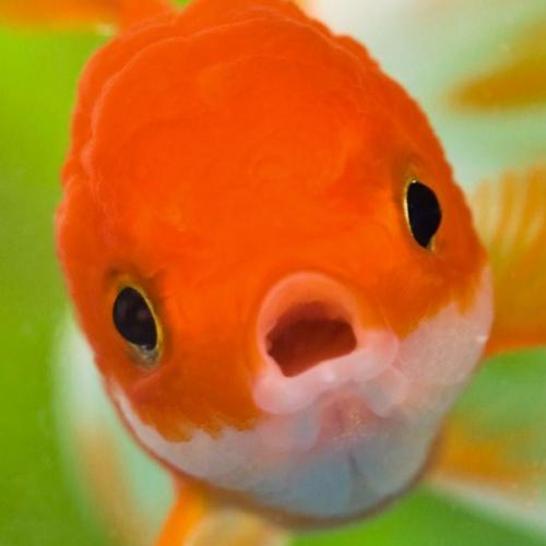 สมาชิกหมายเลข 6775666